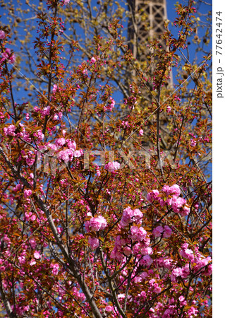 咲き始めた桜とエッフェル塔、2021年3月31日撮影。 咲き始めた桜とエッフェル塔、2021年3月31日撮影。 77642474