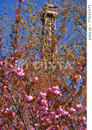 咲き始めた桜とエッフェル塔、2021年3月31日撮影。 77642475