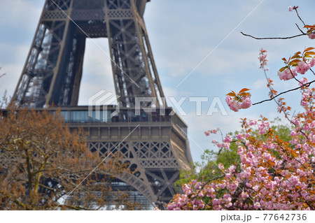 パリのトロカデロ庭園に咲いている桜の花とエッフェル塔、2021年4月14日撮影 77642736