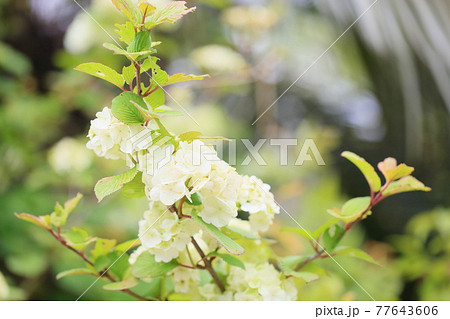 オオデマリの花 77643606