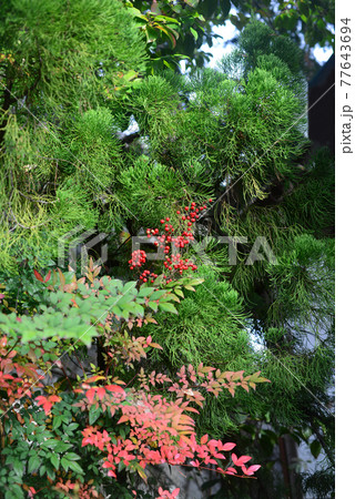 南天の赤い実-16 77643694