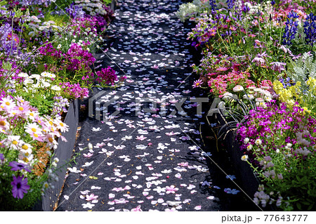 横浜イングリッシュガーデンの花々 横浜イングリッシュガーデンの花々 77643777