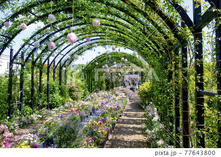 横浜イングリッシュガーデンの花々 77643800