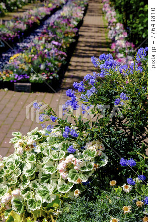 横浜イングリッシュガーデンの花々 横浜イングリッシュガーデンの花々 77643810