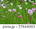 背景画像｜緑の中に咲く、綺麗な花の風景 77644003