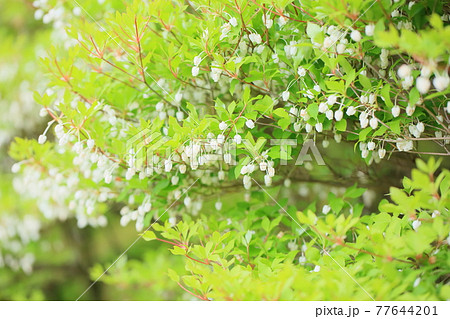 ドウダンツツジの花 ドウダンツツジの花 77644201