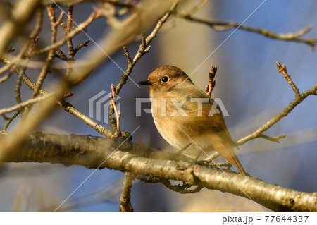 ジョウビタキ（メス） 77644337