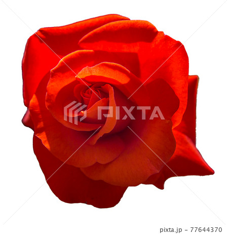 バラの花(赤色、透明背景) バラの花(赤色、透明背景) 77644370