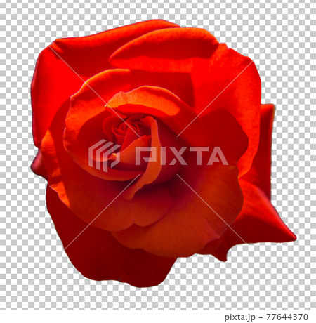 バラの花(赤色、透明背景) バラの花(赤色、透明背景) 77644370