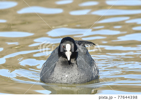 オオバン 77644398