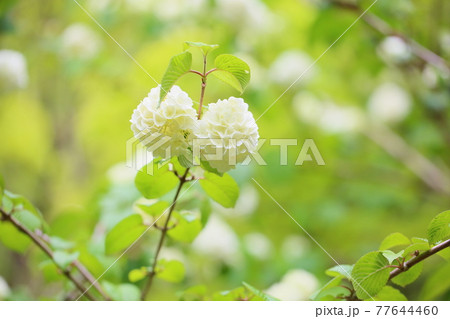 オオデマリの花の写真素材