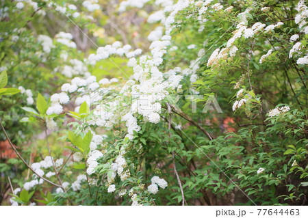 コデマリの花 77644463