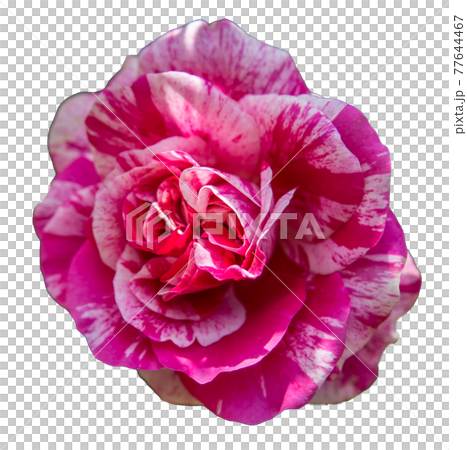 Rose flower (reddish white, transparent background) Rose flower (reddish white, transparent background) 77644467