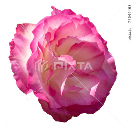 バラの花（赤白色、透明背景） 77644468