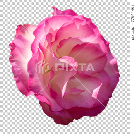 バラの花（赤白色、透明背景） 77644468