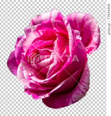 Rose flower (reddish white, transparent background) 77644469