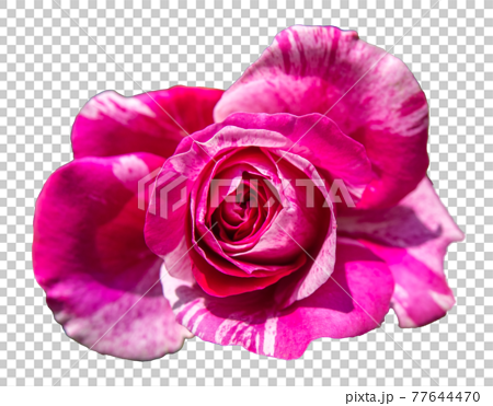 玫瑰花 紅白色 透明背景 插圖素材 圖庫