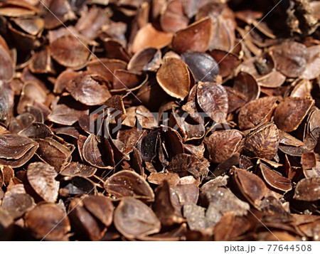 ソバ殻のアップ 77644508