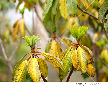 ユズリハのアップ ユズリハのアップ 77644509