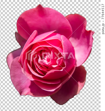 バラの花 ピンク色 透明背景 のイラスト素材
