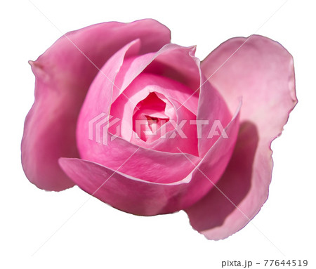 バラの花 ピンク色 透明背景 のイラスト素材