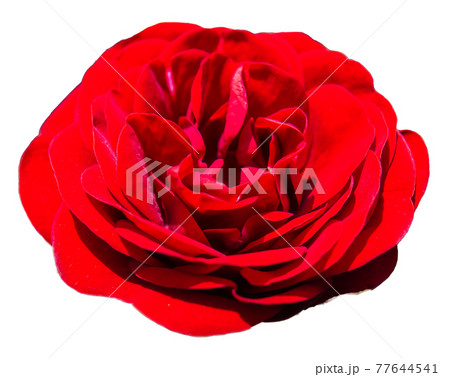 バラの花（赤色、オレンジ色、透明背景） 77644541