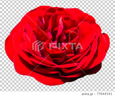 バラの花（赤色、オレンジ色、透明背景） 77644541