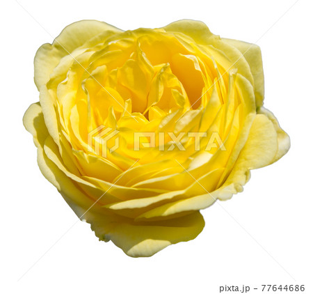 バラの花（黄色、透明背景） 77644686