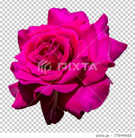 バラの花(赤紫色、透明背景) バラの花(赤紫色、透明背景) 77644688