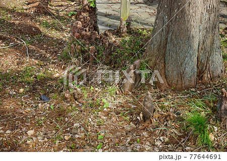 弘前公園の春 弘前城植物園 弘前公園の春 弘前城植物園 77644691