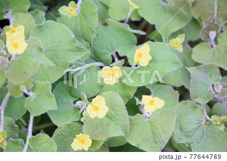 サルマヘンリィの花 サルマヘンリィの花 77644789