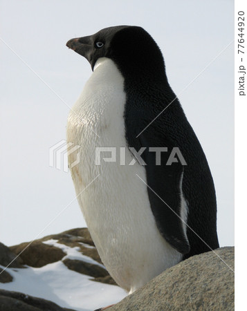 南極のアデリーペンギン 南極のアデリーペンギン 77644920