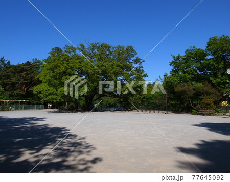 武蔵関公園 77645092