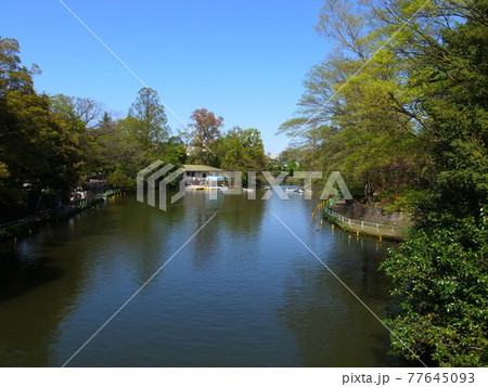 武蔵関公園 77645093