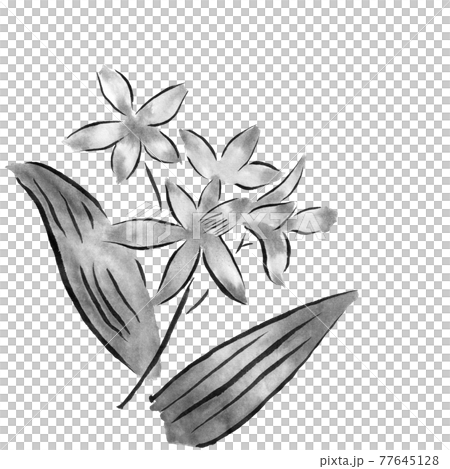 Flower illustration (silane) Flower illustration (silane) 77645128