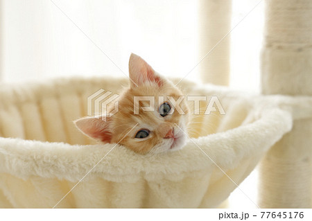 ねこちゃん親子の日常風景 ねこちゃん親子の日常風景 77645176