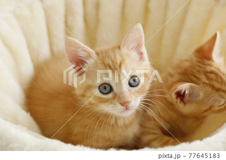 ねこちゃん親子の日常風景 77645183