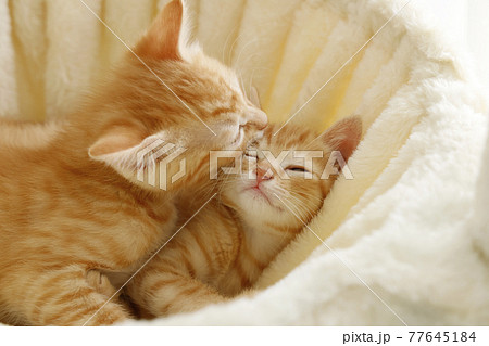 ねこちゃん親子の日常風景 77645184