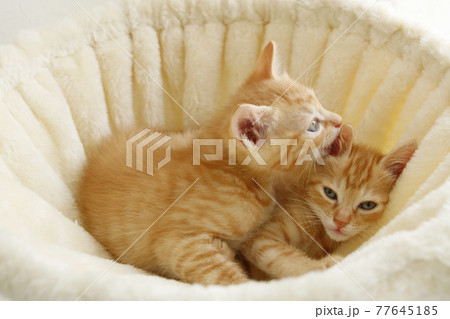 ねこちゃん親子の日常風景 77645185