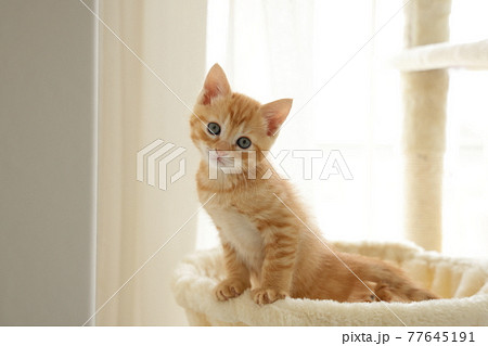 ねこちゃん親子の日常風景 ねこちゃん親子の日常風景 77645191