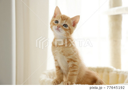 ねこちゃん親子の日常風景 77645192