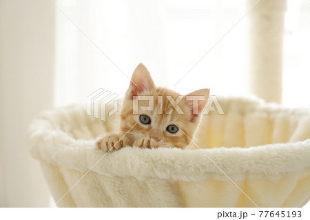 ねこちゃん親子の日常風景 77645193