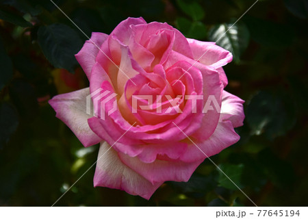 薔薇の花 薔薇の花 77645194