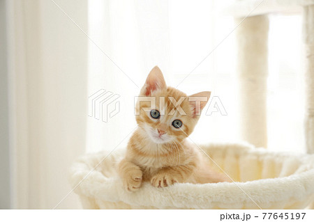 ねこちゃん親子の日常風景 77645197