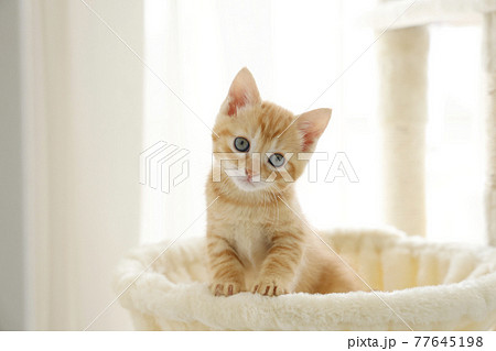 ねこちゃん親子の日常風景 ねこちゃん親子の日常風景 77645198