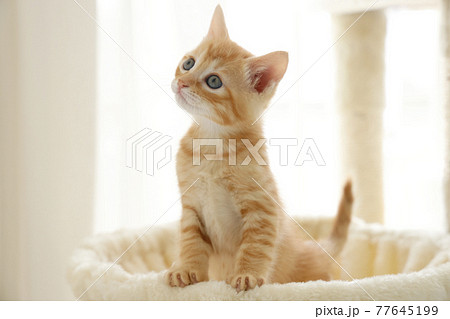 ねこちゃん親子の日常風景 ねこちゃん親子の日常風景 77645199