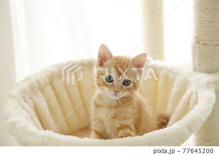 ねこちゃん親子の日常風景 ねこちゃん親子の日常風景 77645200