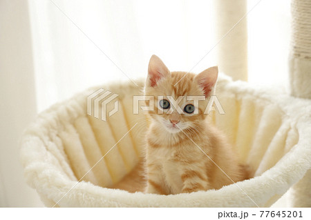 ねこちゃん親子の日常風景 ねこちゃん親子の日常風景 77645201