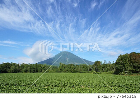 羊蹄山 77645318