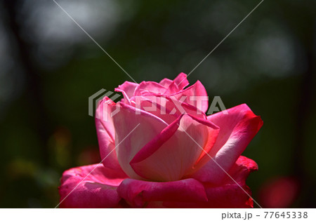 薔薇の花 薔薇の花 77645338